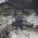 Достижения (ачивки, трофеи) Vikings: Wolves of Midgard Достижения (ачивки, трофеи) Vikings: Wolves of Midgard