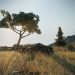 ArcheAge — у каждого должны быть эти полезные мелочи ArcheAge — у каждого должны быть эти полезные мелочи