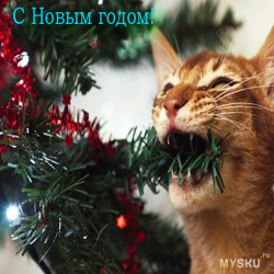 Новогодние поздравления от моих котиков, или "новогодний" кошкин дом
