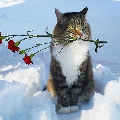 Портал GoHa.Ru поздравляет девушек с Международным женским днем