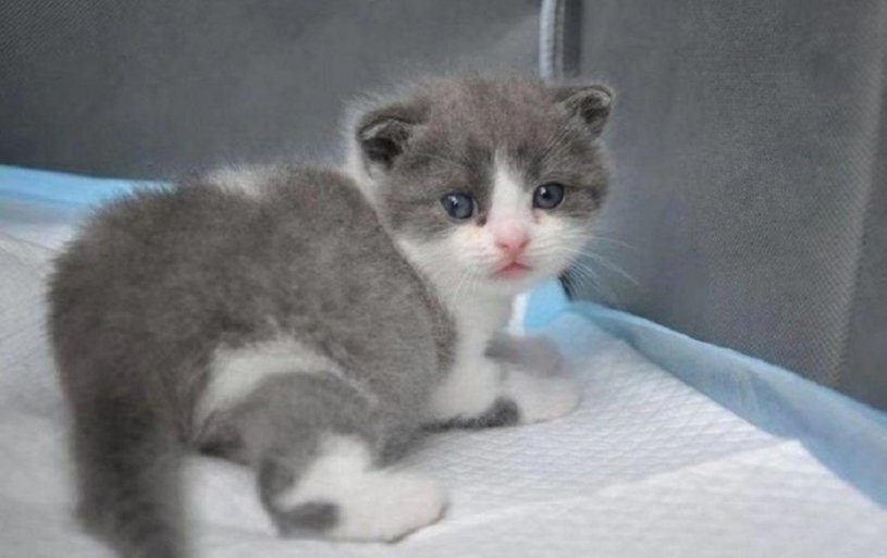 В Китае начнут массово продавать клонированных котиков