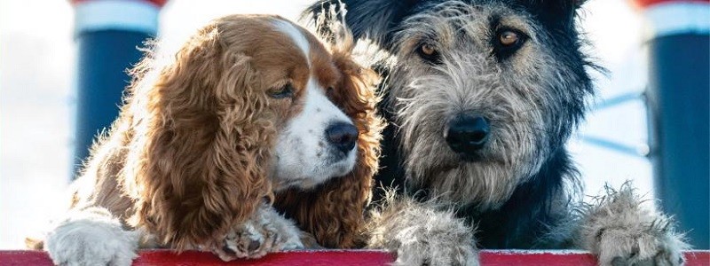 Новый трейлер «Леди и бродяги» выглядит пугающе