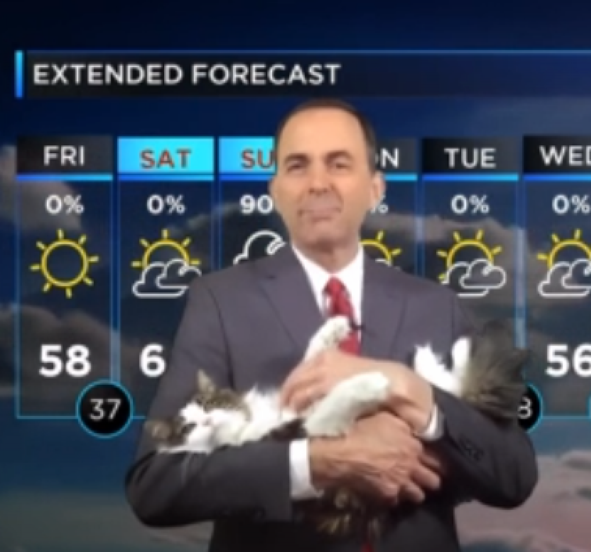 Американский синоптик ведёт прогноз погоды со своей кошкой